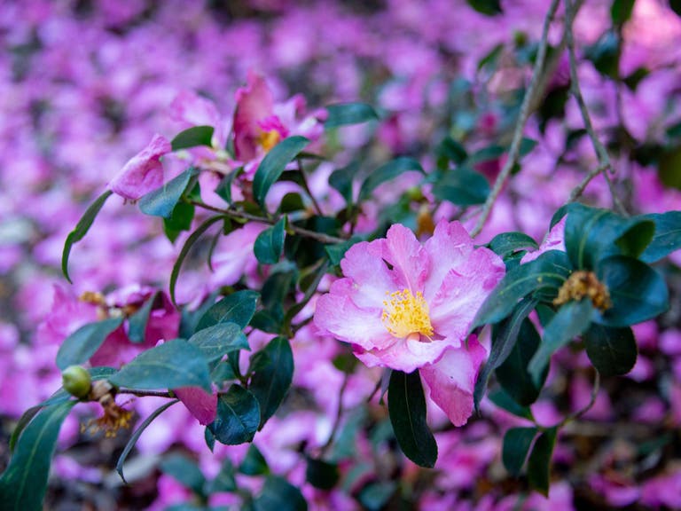 Camellia sasanqua "Nodami Ushiro" at The Huntington Library