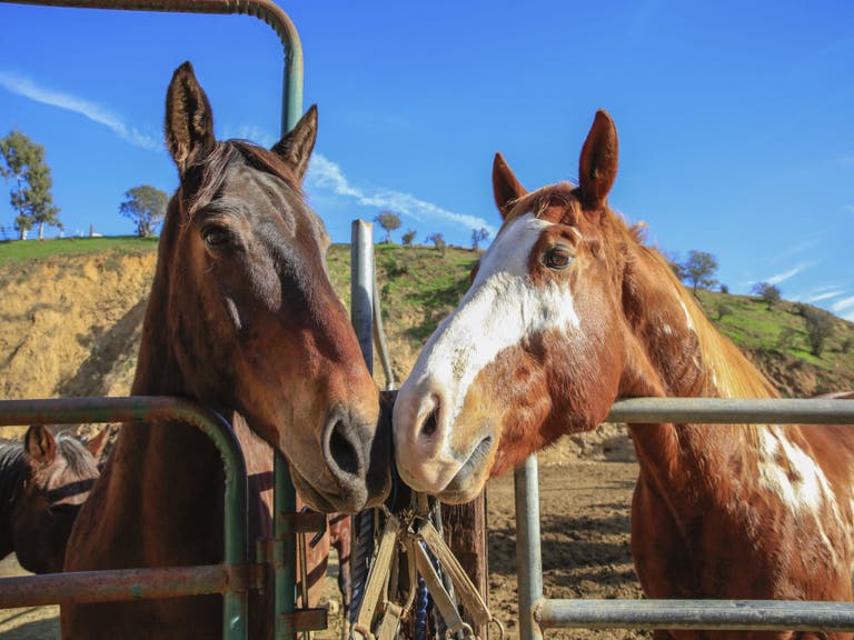 Horses at Sunset Ranch Hollywood