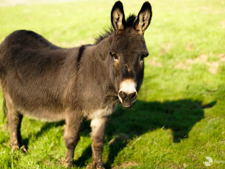 Albert the Donkey at Farm Sanctuary in Acton