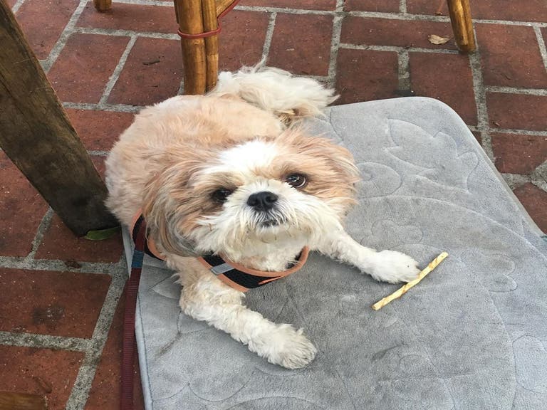Dog on the patio at Alcove Cafe in Los Feliz