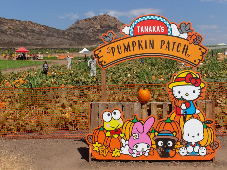 Hello Kitty Pumpkin Patch at Tanaka Farms in Irvine
