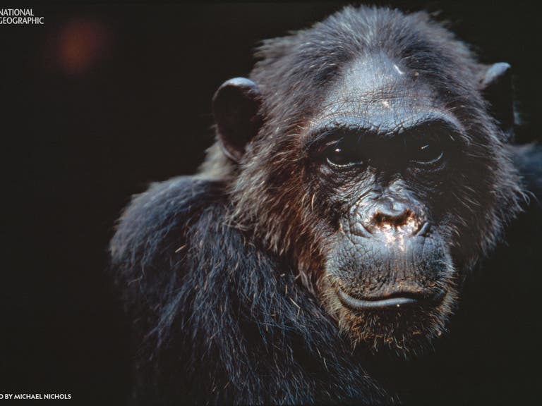 "National Geographic" photo of Fifi, one of the first chimpanzees Jane Goodall studied at Gombe
