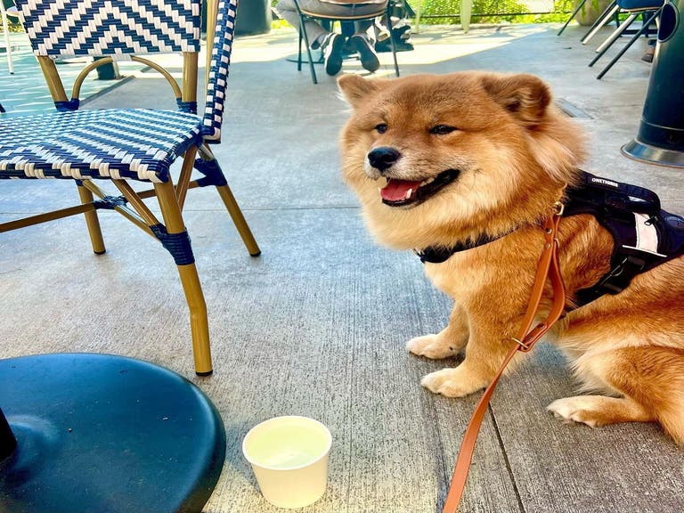 Rumi the Wooly Shiba Inu at The Sycamore Kitchen