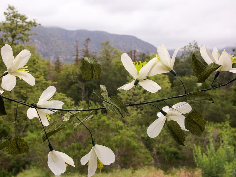 Earth Day Native Blooms Display at Descanso Gardens