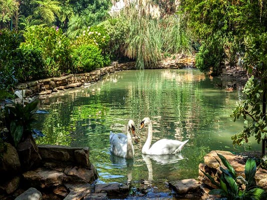 The famous swans of Hotel Bel-Air | Instagram by @hotelbelair